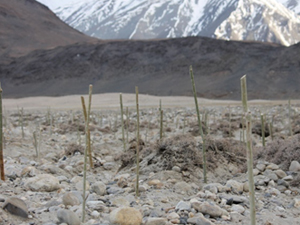 3rd Phase at Phobrang plantation site in 2015